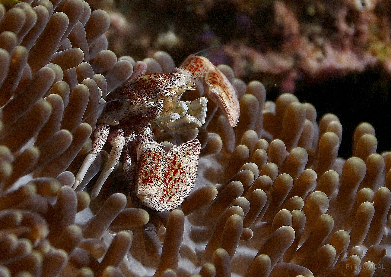 Raja Ampat 2016 - Neopetrolisthes maculatus - Spotted porcelain crab - Crabe porcelaine des anemones - IMG_4718_rc.jpg